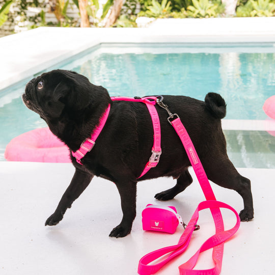 Frenchie Comfort Leash - Neon Pink