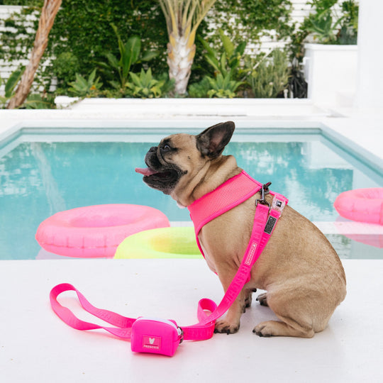 Frenchie Comfort Leash - Neon Pink