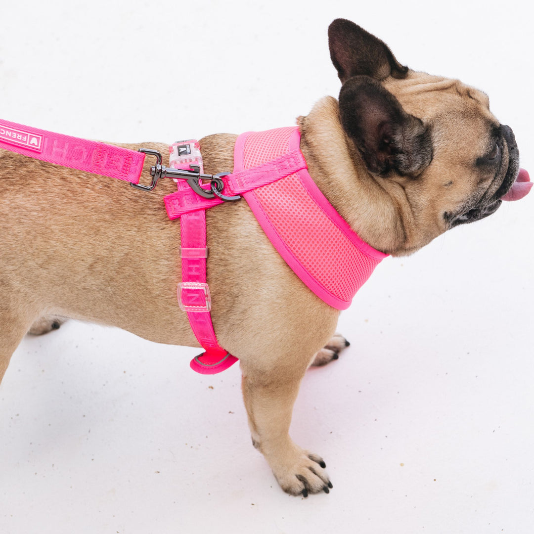 Frenchie Duo Reversible Harness - Neon Pink