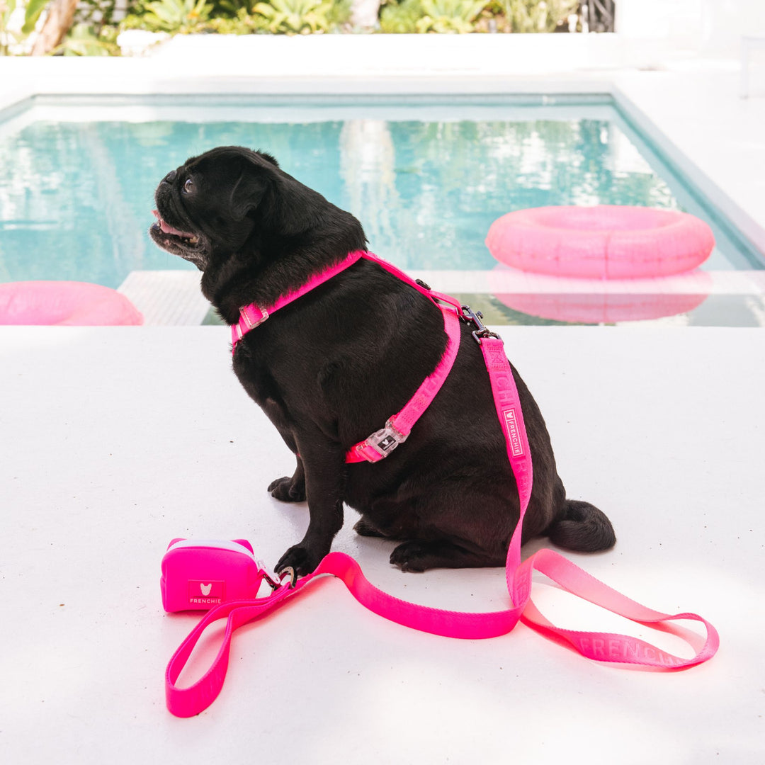 Frenchie Strap Harness - Neon Pink