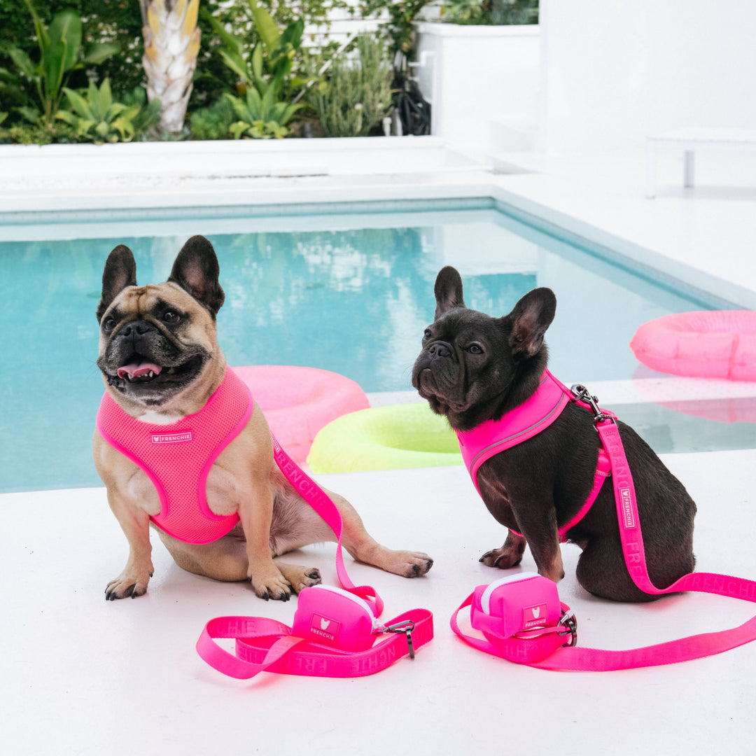 Frenchie Duo Reversible Harness - Neon Pink