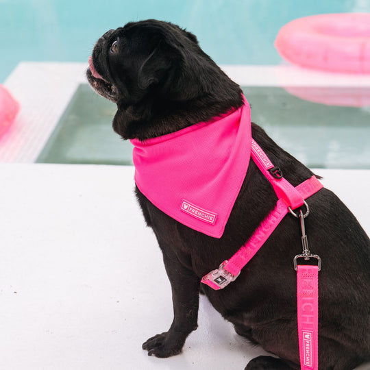 Frenchie Strap Harness - Neon Pink