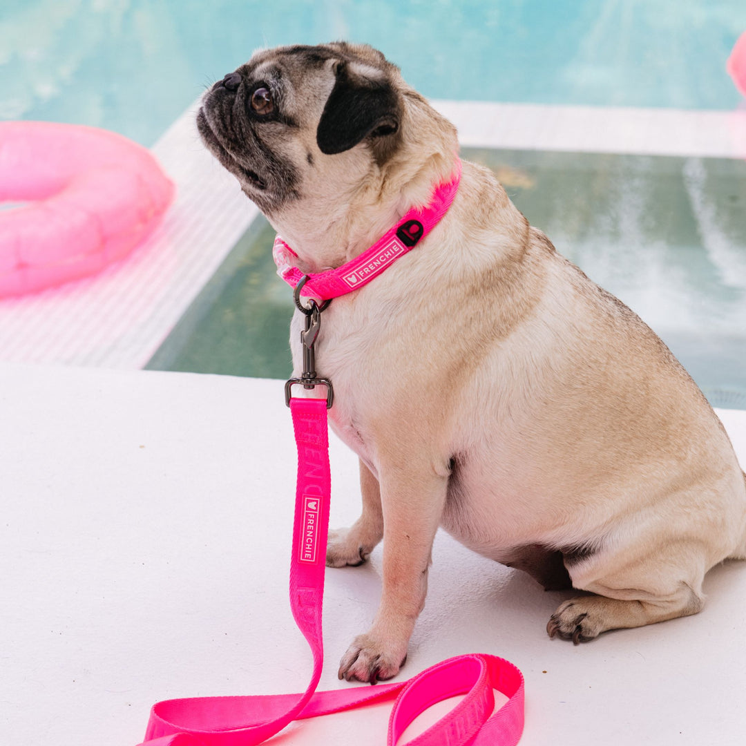 Frenchie Comfort Collar - Neon Pink