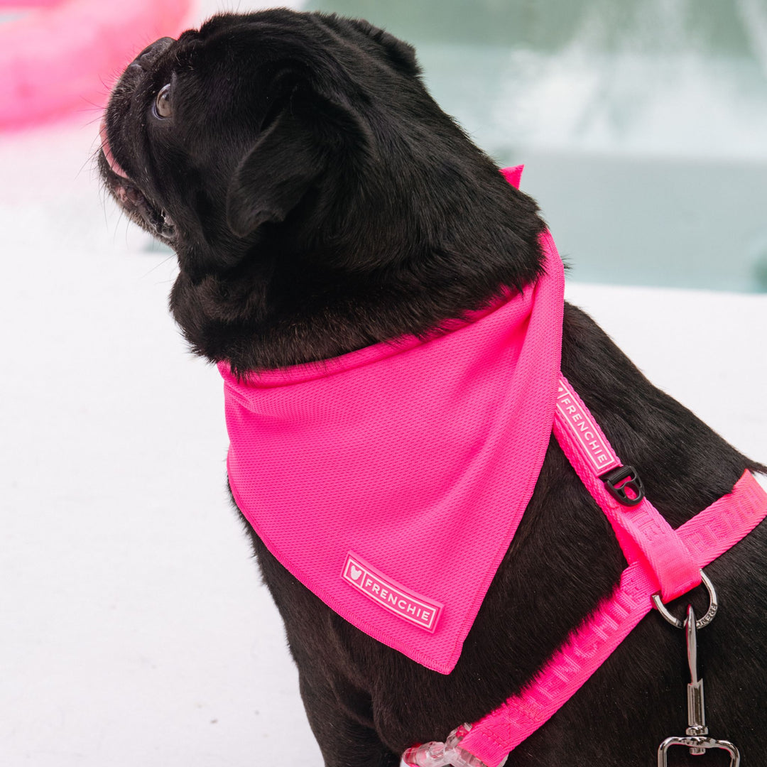 Frenchie Cooling Bandana - Neon Pink