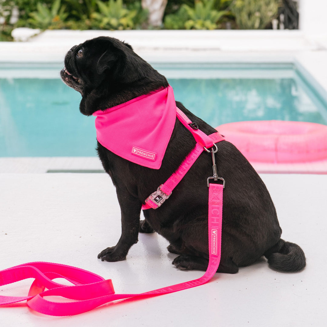 Frenchie Cooling Bandana - Neon Pink