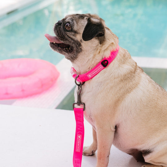 Frenchie Comfort Collar - Neon Pink