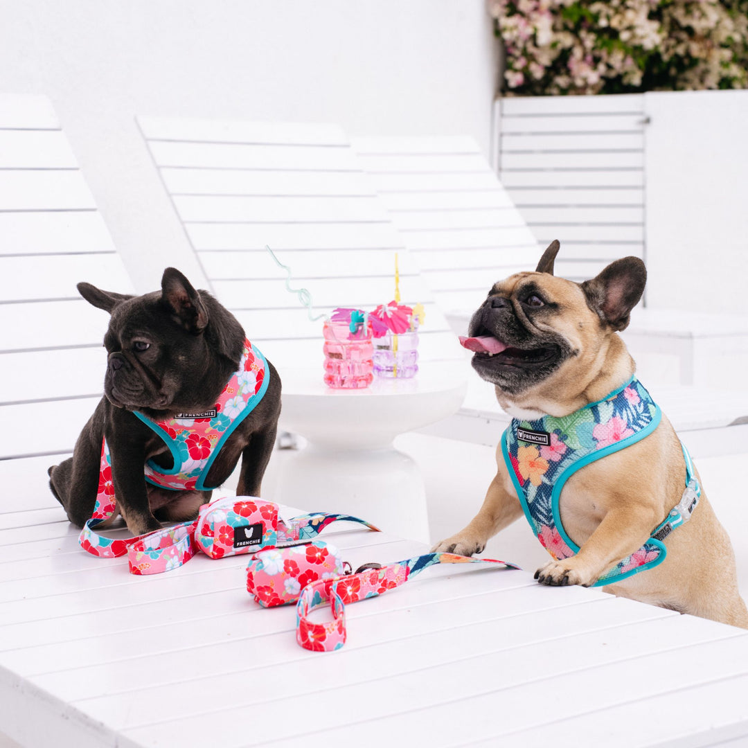 Frenchie Duo Reversible Harness - Paradise