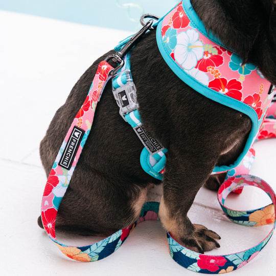 Frenchie Duo Reversible Harness - Paradise