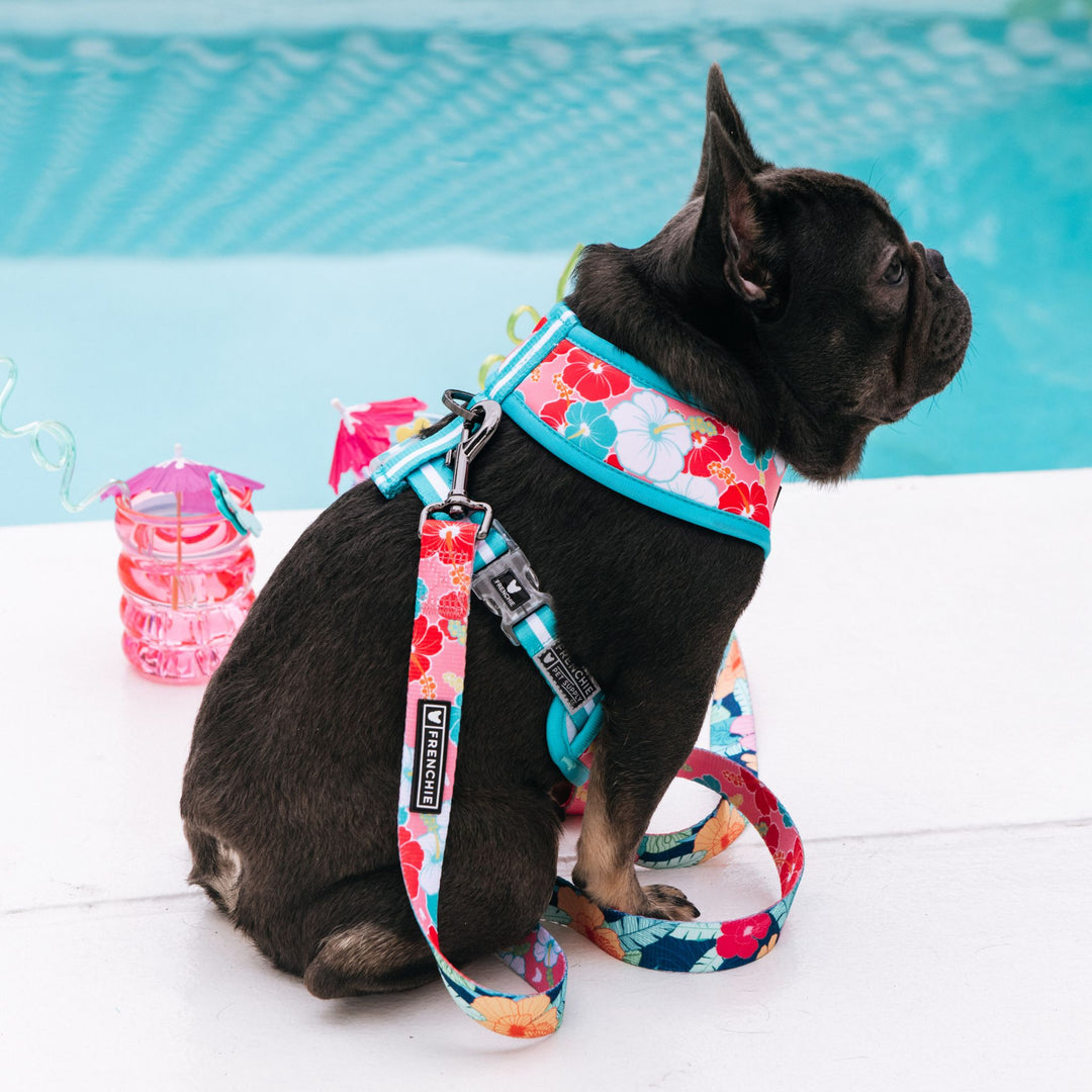 Frenchie Duo Reversible Harness - Paradise