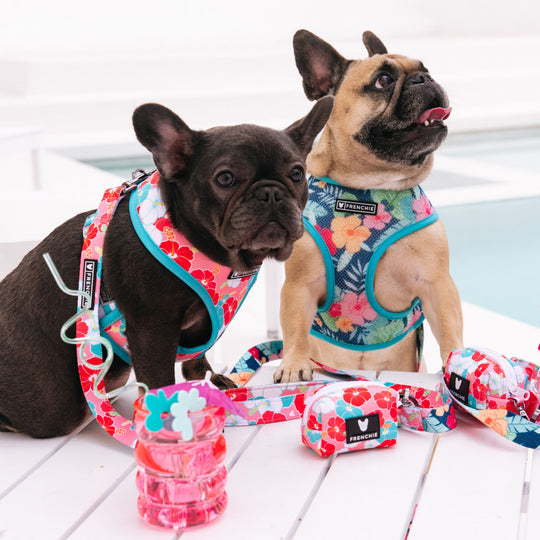 Frenchie Duo Reversible Harness - Paradise