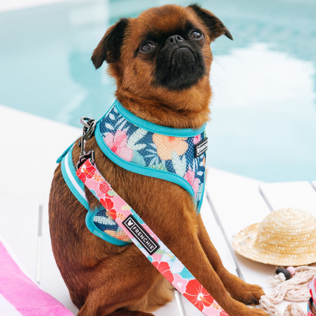 Frenchie Duo Reversible Harness - Paradise