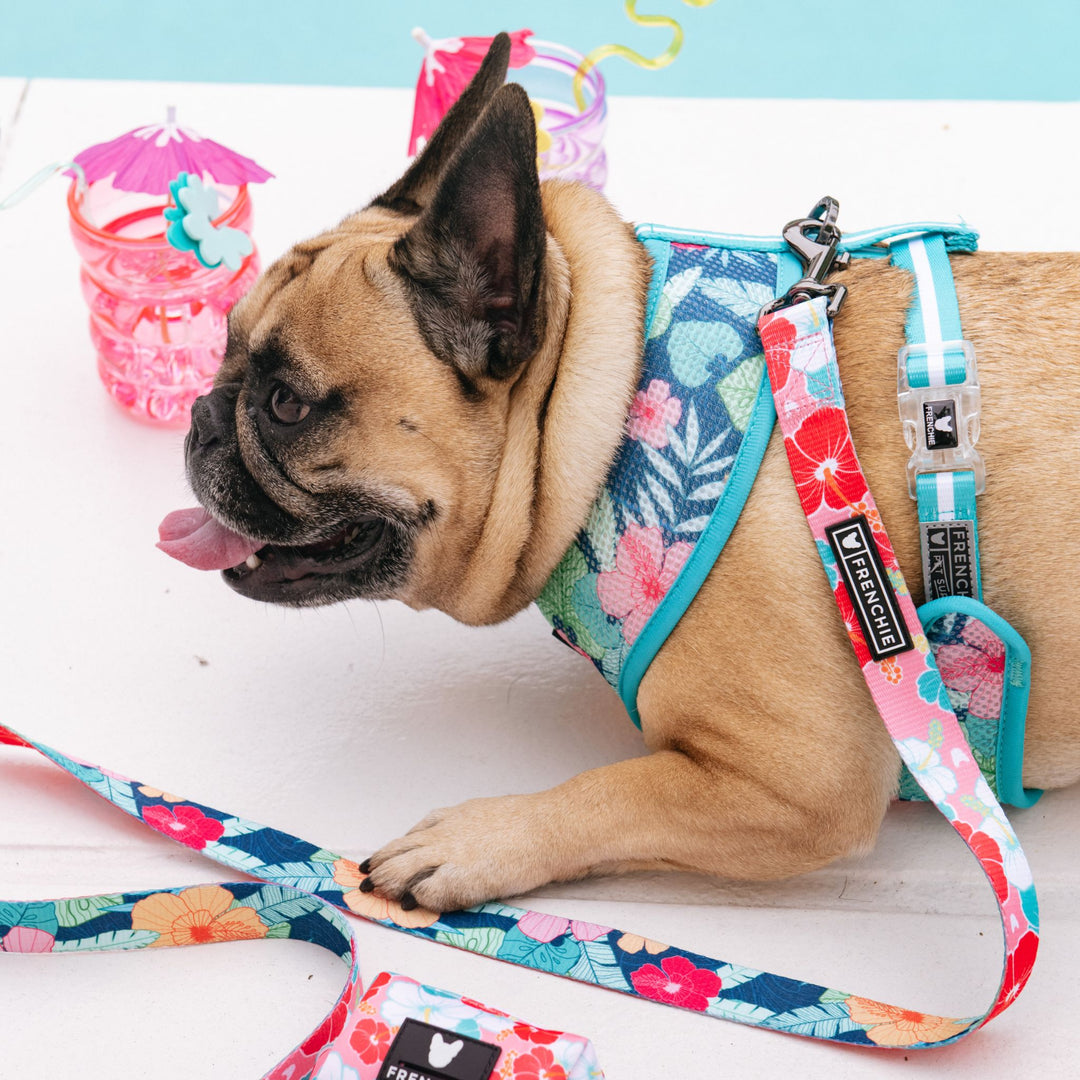 Frenchie Duo Reversible Harness - Paradise