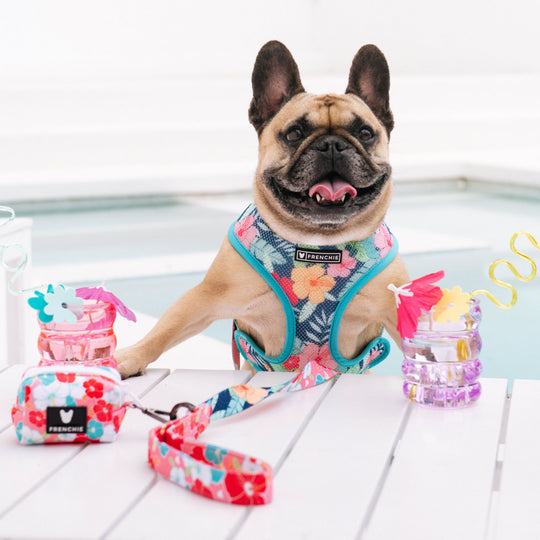 Frenchie Duo Reversible Harness - Paradise