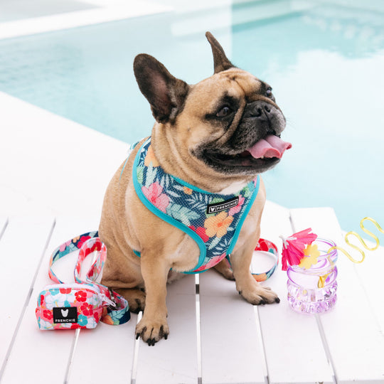 Frenchie Duo Reversible Harness - Paradise