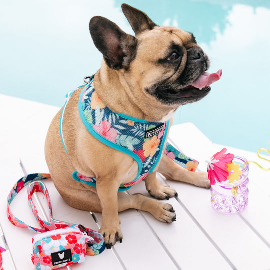 Frenchie Duo Reversible Harness - Paradise