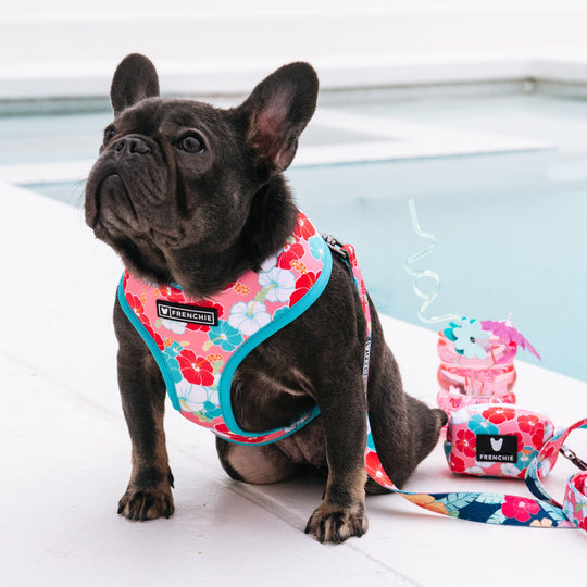 Frenchie Duo Reversible Harness - Paradise