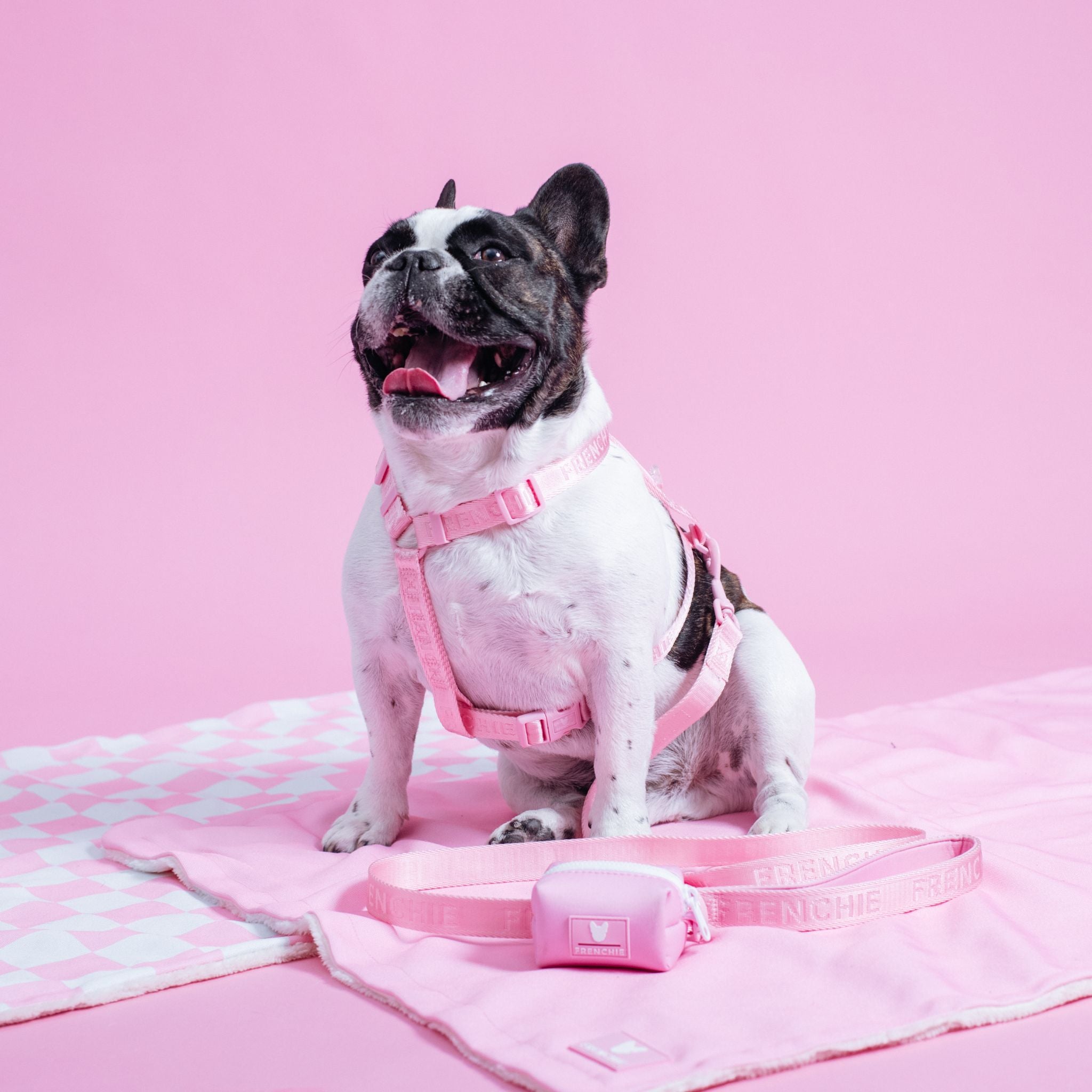 QUEEN shops Pink Frenchie/French Bulldog Throw Blanket