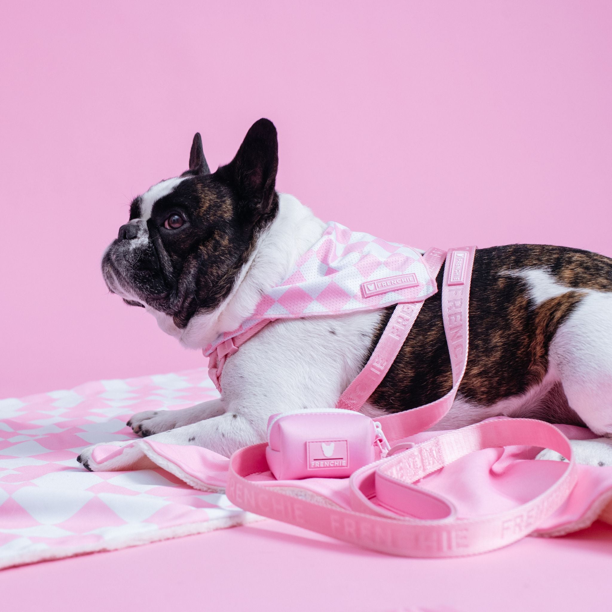 French bulldog cooling sales bandana