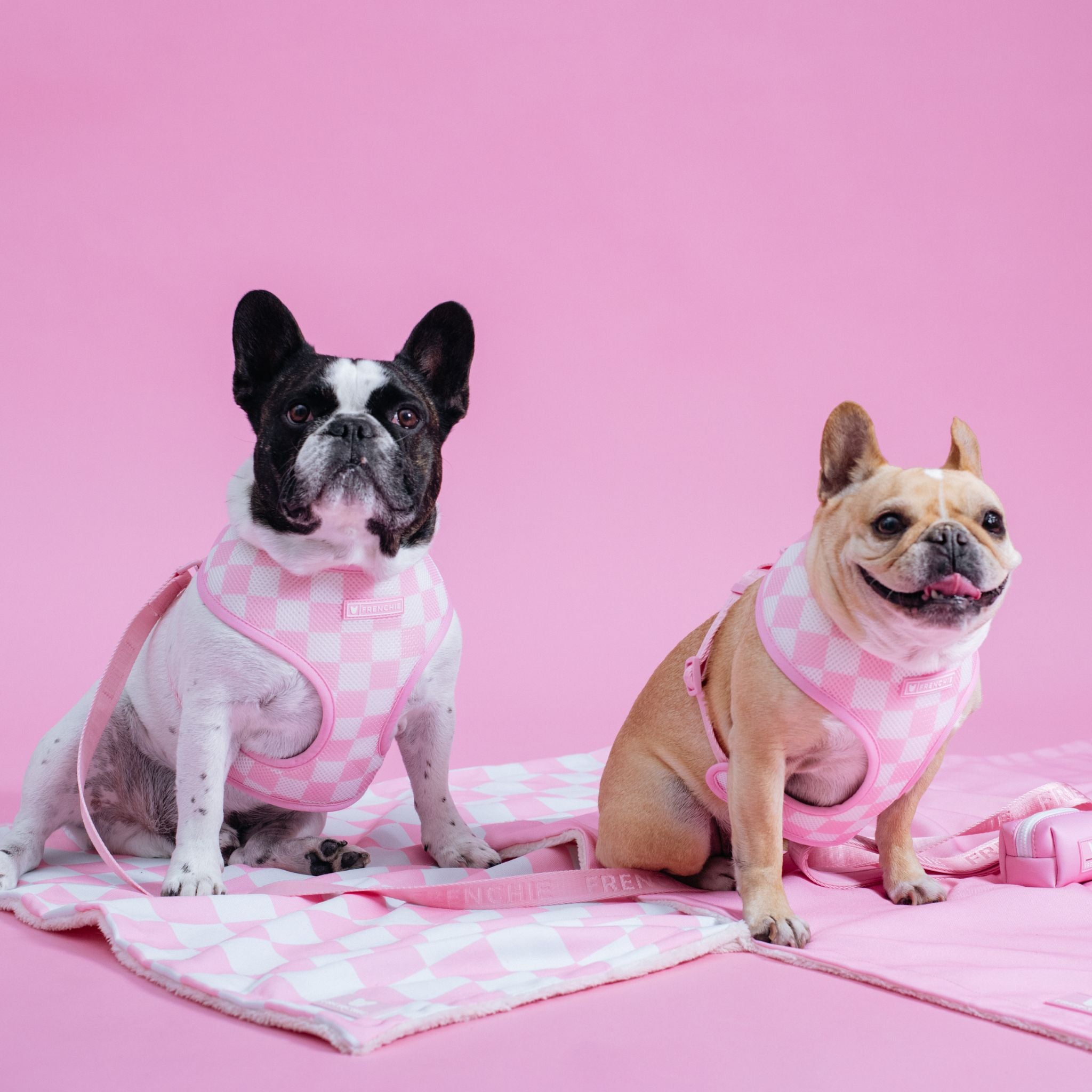 QUEEN shops Pink Frenchie/French Bulldog Throw Blanket