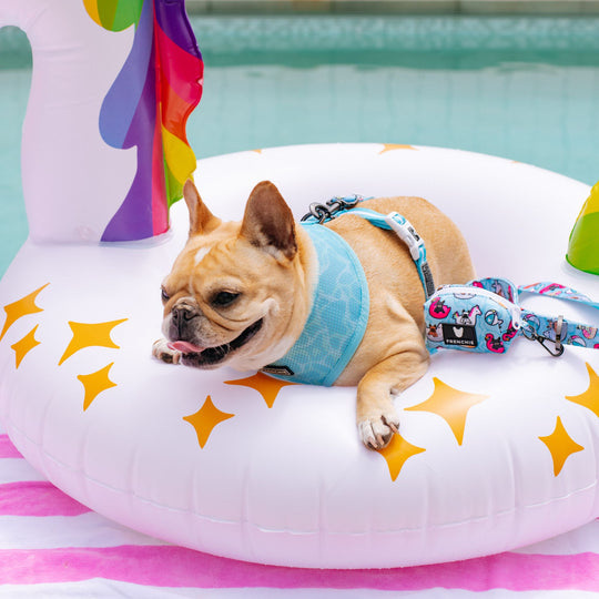 Frenchie Duo Reversible Harness - Pool Party