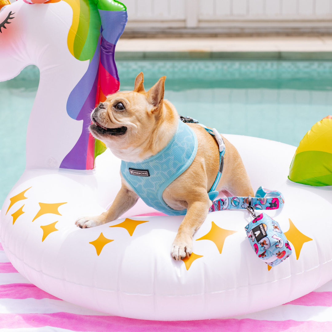 Frenchie Duo Reversible Harness - Pool Party