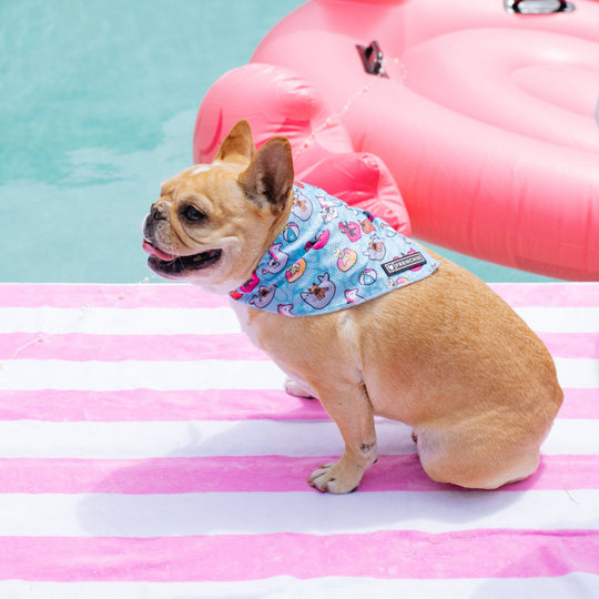 Frenchie Cooling Bandana - Pool Party