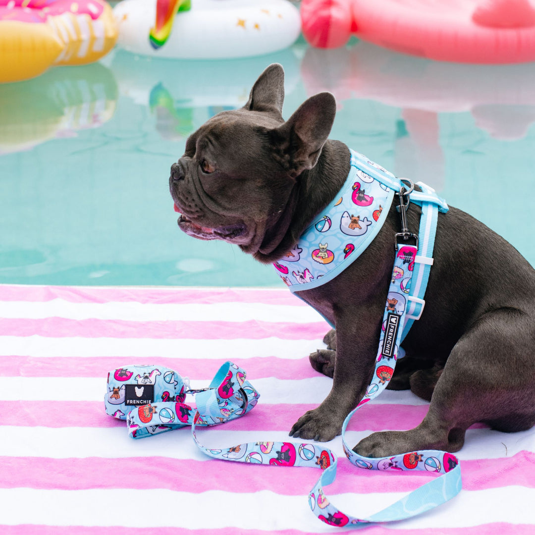 Frenchie Comfort Leash - Pool Party