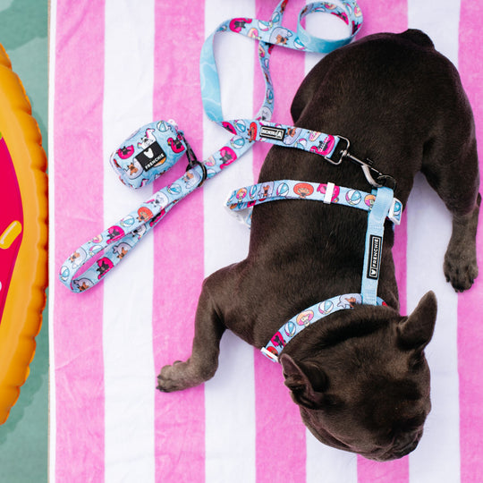 Frenchie Strap Harness - Pool Party