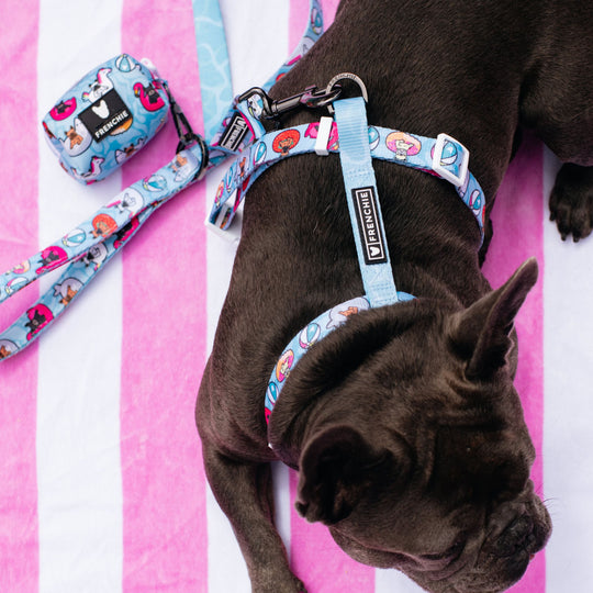 Frenchie Strap Harness - Pool Party