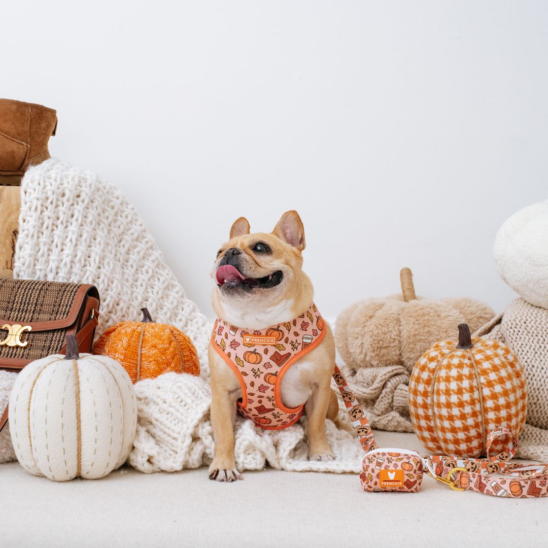 Frenchie Duo Reversible Harness - Pumpkin Spice Latte