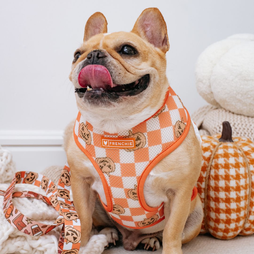 Frenchie Duo Reversible Harness - Pumpkin Spice Latte