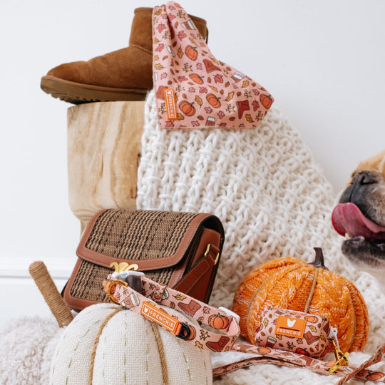 Frenchie Comfort Collar - Pumpkin Spice Latte