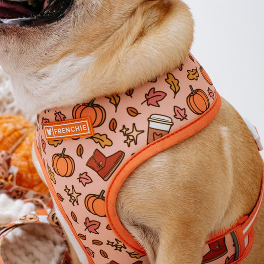 Frenchie Duo Reversible Harness - Pumpkin Spice Latte