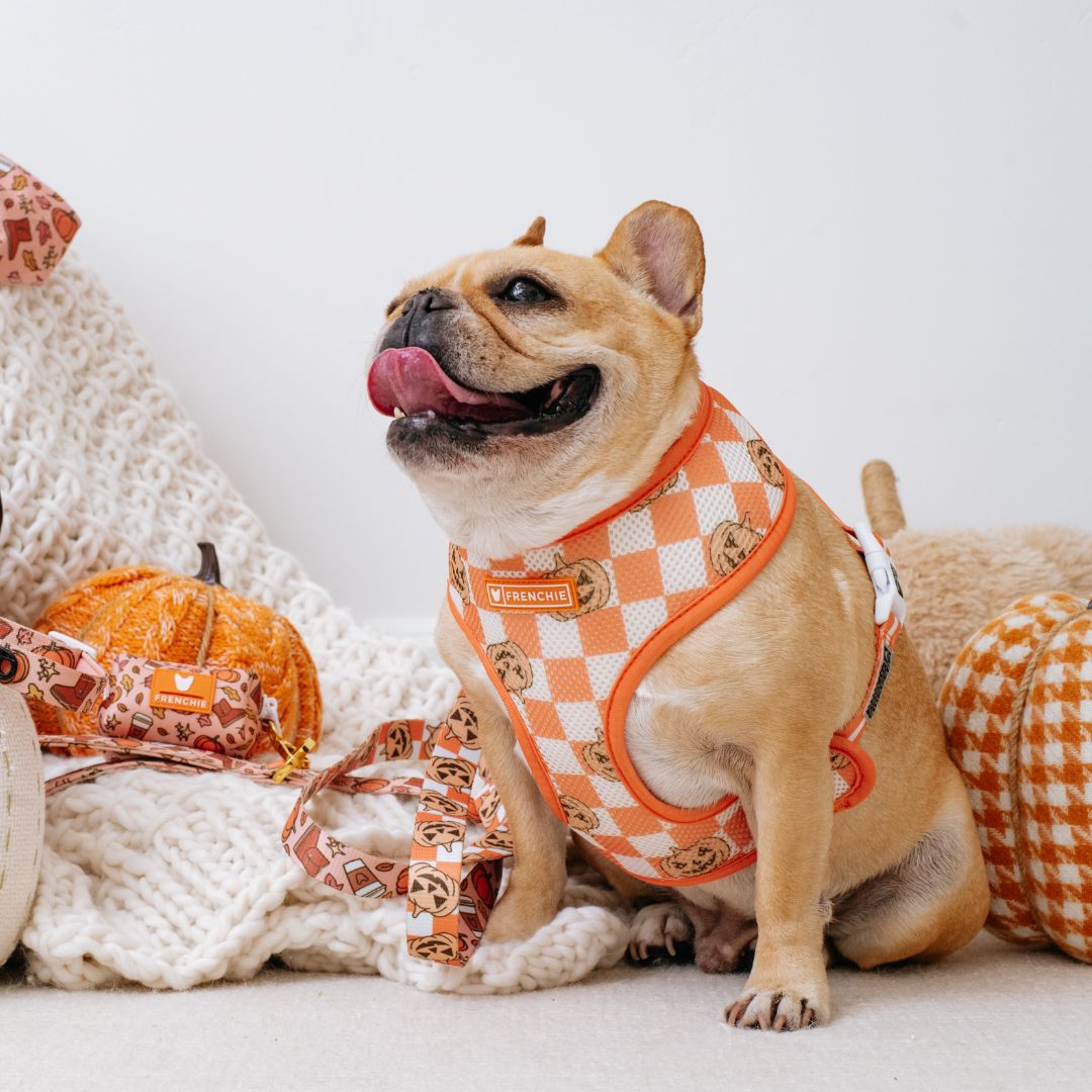 Frenchie Duo Reversible Harness - Pumpkin Spice Latte