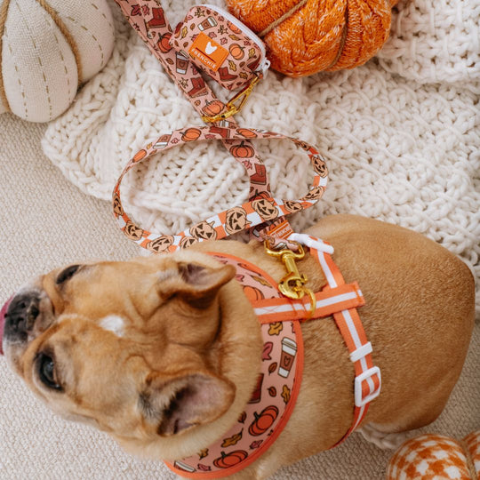 Frenchie Comfort Leash - Pumpkin Spice Latte