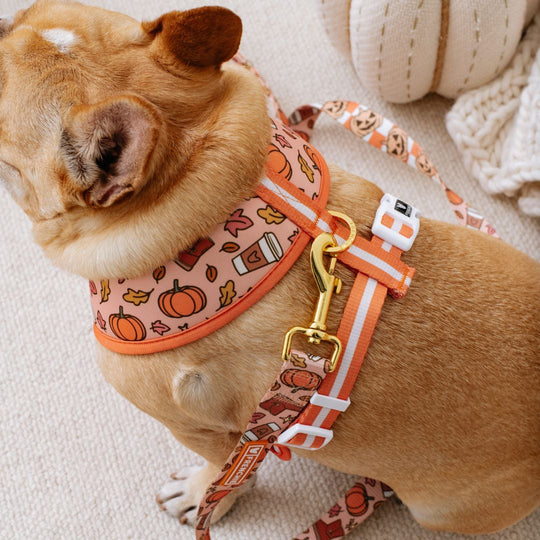 Frenchie Duo Reversible Harness - Pumpkin Spice Latte