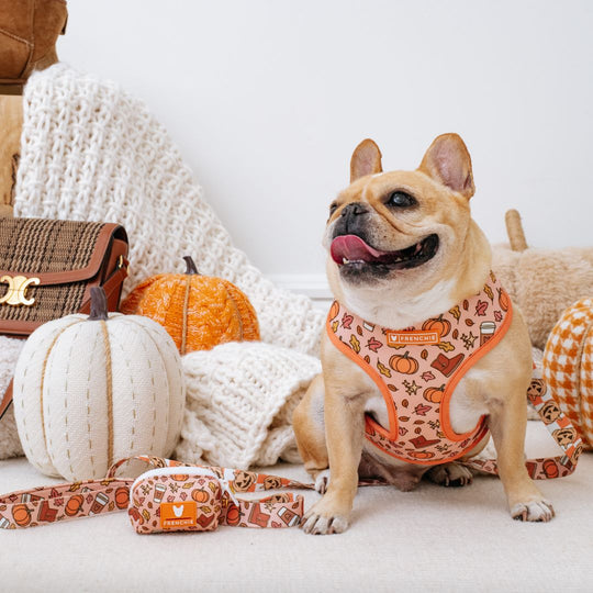 Frenchie Duo Reversible Harness - Pumpkin Spice Latte