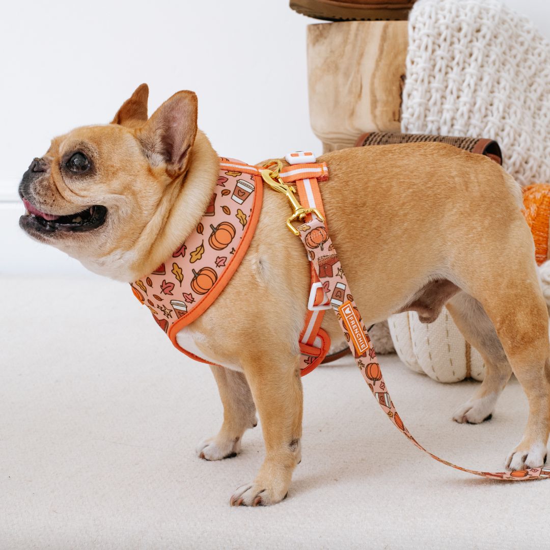 Frenchie Duo Reversible Harness - Pumpkin Spice Latte