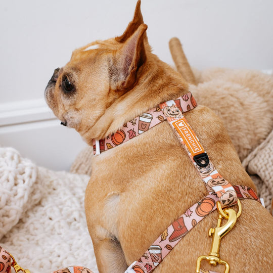 Frenchie Strap Harness - Pumpkin Spice Latte