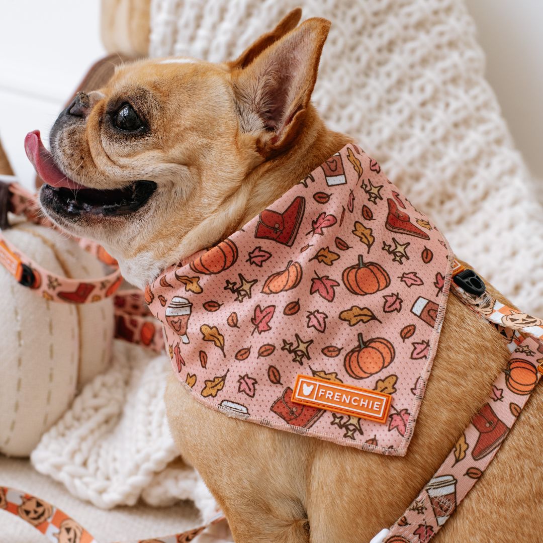 Frenchie Cooling Bandana - Pumpkin Spice Latte