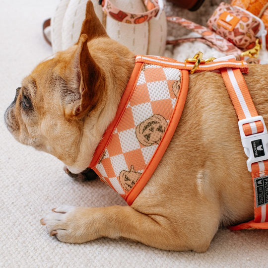 Frenchie Duo Reversible Harness - Pumpkin Spice Latte