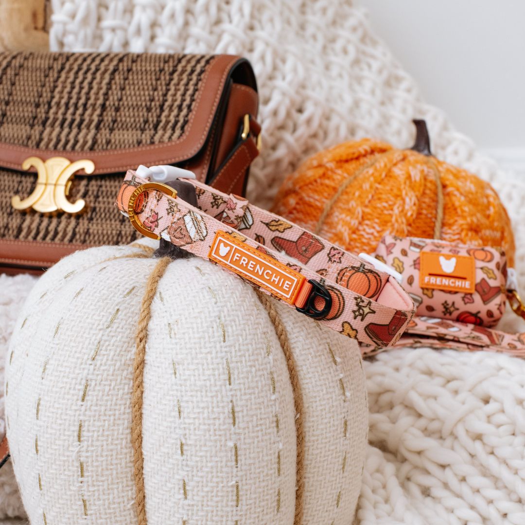 Frenchie Comfort Collar - Pumpkin Spice Latte