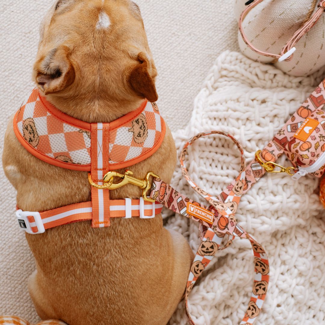 Frenchie Duo Reversible Harness - Pumpkin Spice Latte