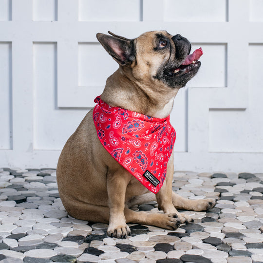 Frenchie Cooling Bandana - Red, White, and Paisley