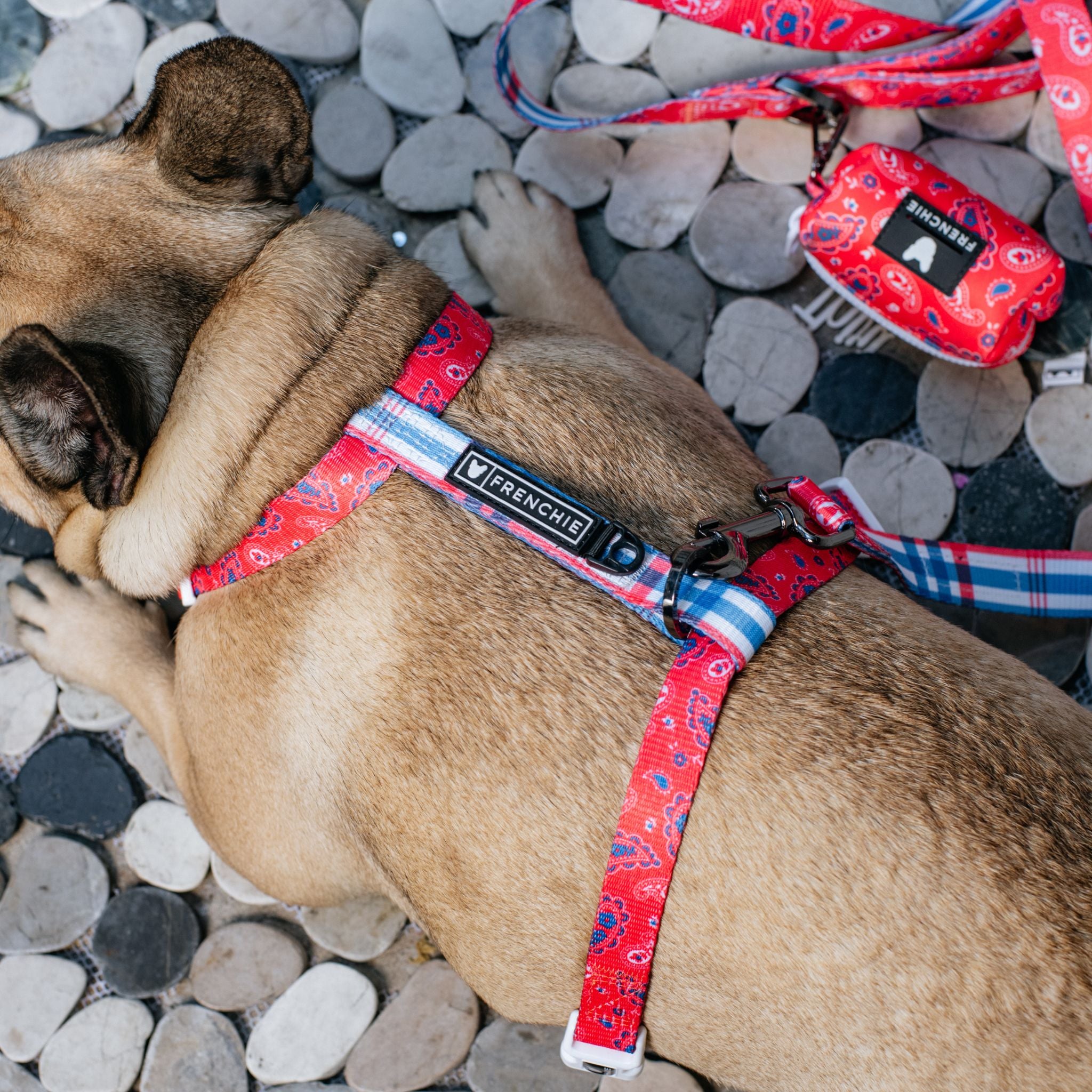 Frenchie bulldog hot sale strap harness