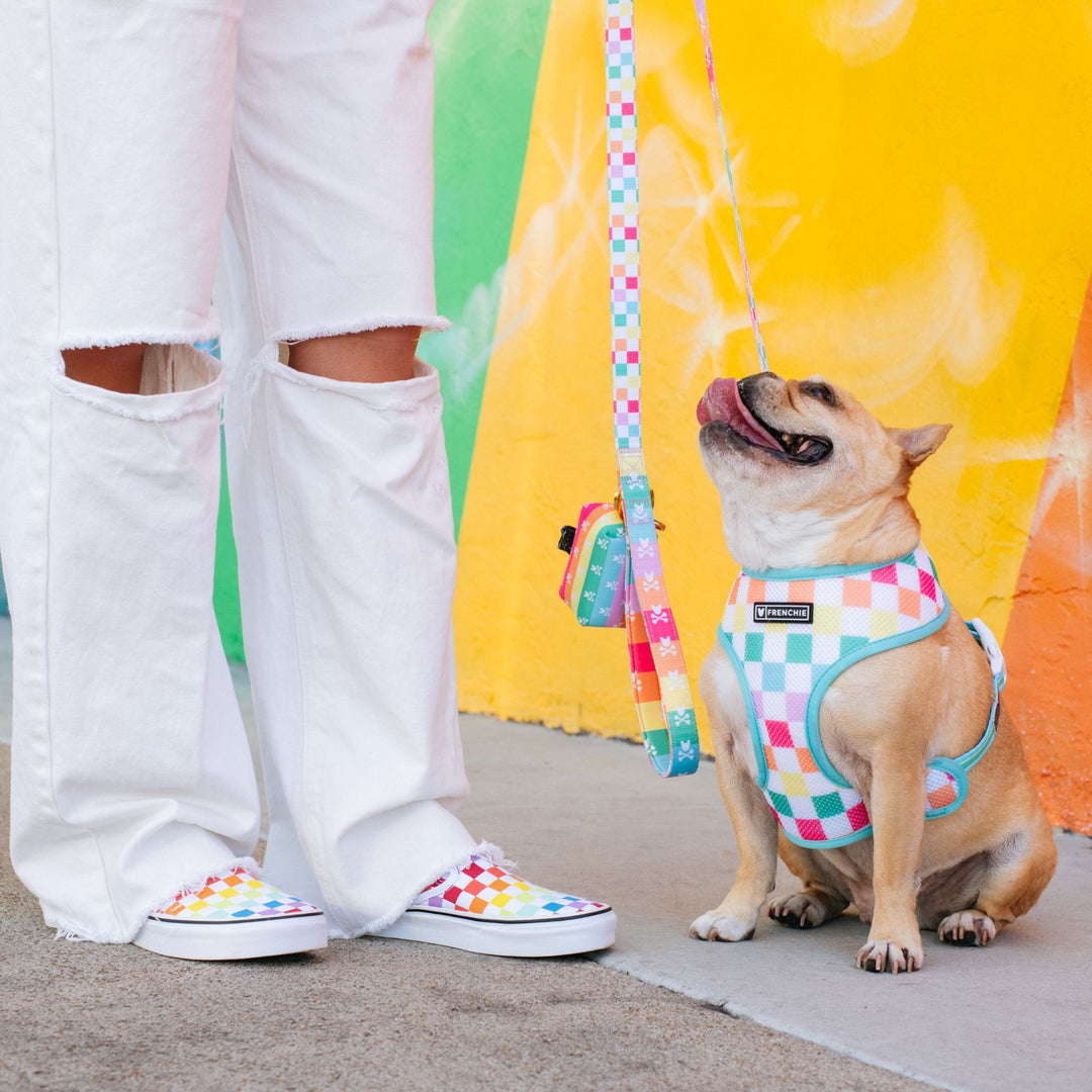 Frenchie Duo Reversible Harness - Rainbow Bad to the Bone