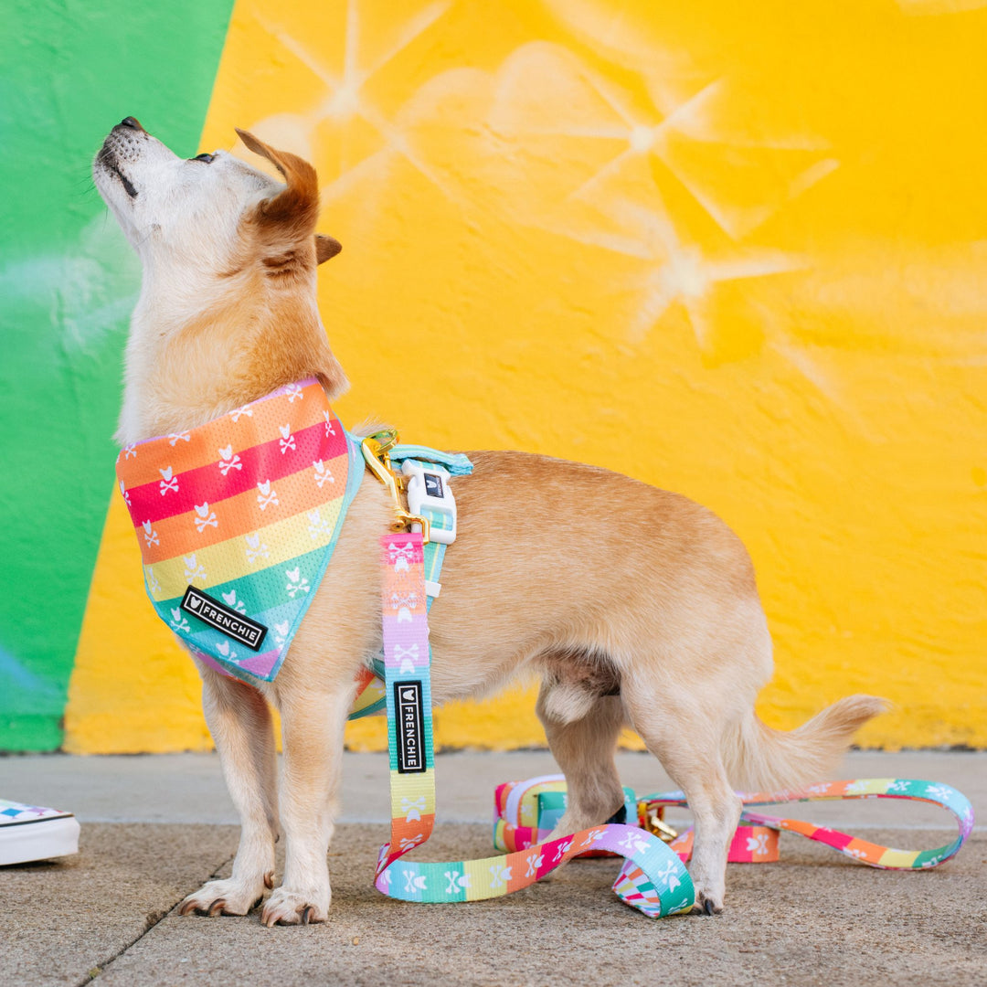 Frenchie Cooling Bandana - Rainbow Bad to the Bone