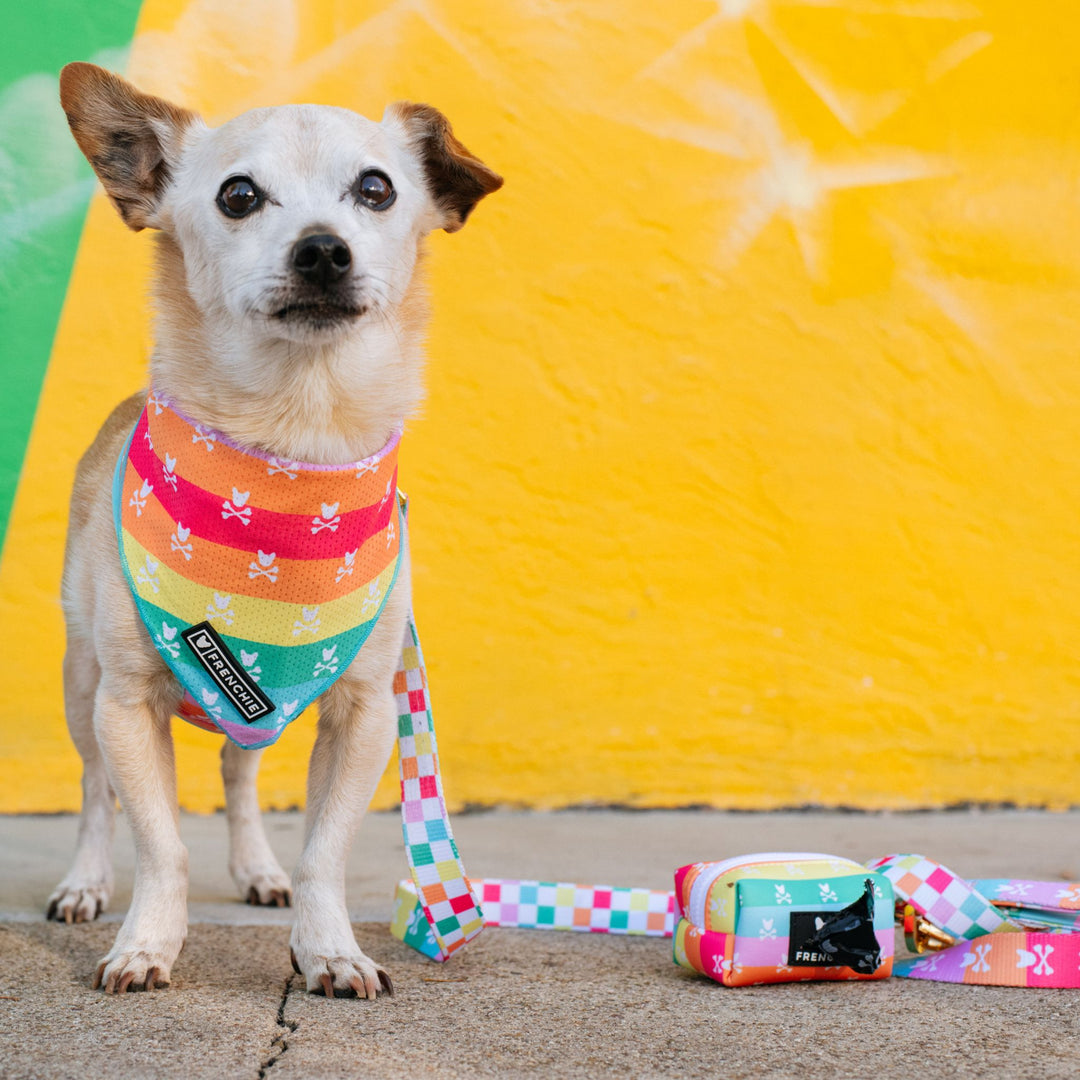 Frenchie Cooling Bandana - Rainbow Bad to the Bone