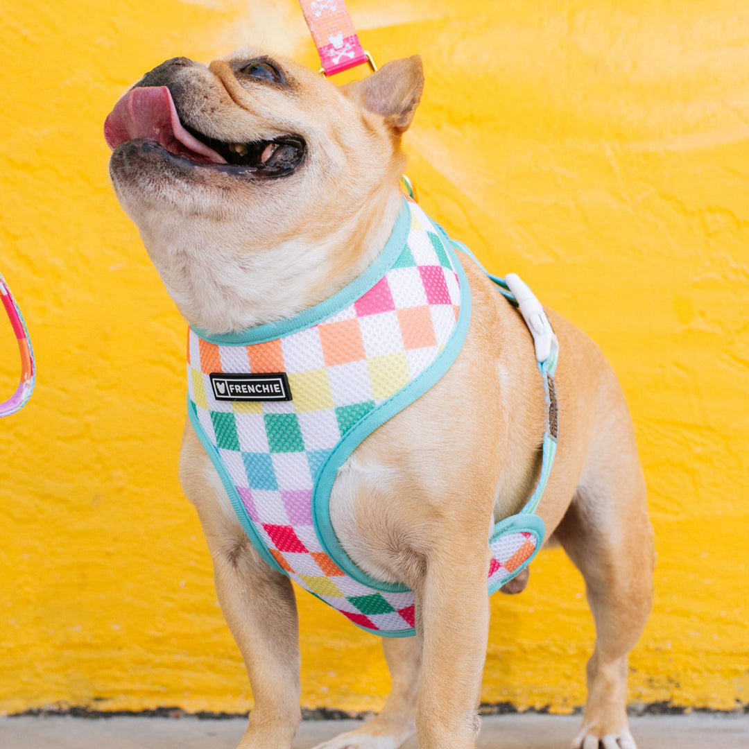 Frenchie Duo Reversible Harness - Rainbow Bad to the Bone