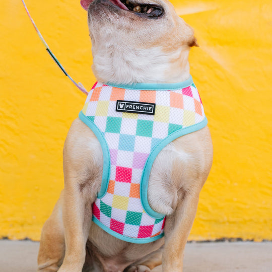 Frenchie Duo Reversible Harness - Rainbow Bad to the Bone